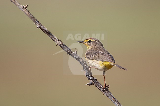 Palm Warbler (Setophaga palmarum) perched on a branch during spring migration at Dry Tortugas, Florida, USA stock-image by Agami/Helge Sorensen,