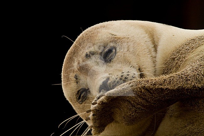 Gewone zeehond kop beeldvullend; Harbour Seal head close-up stock-image by Agami/Menno van Duijn,