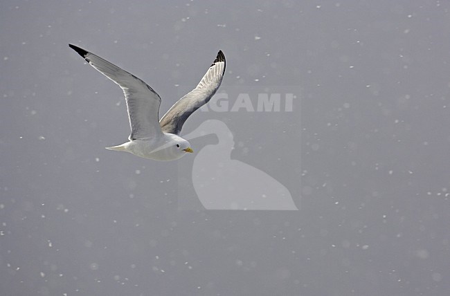 Volwassen Drieteenmeeuw in de vlucht; Adult Black-legged Kittiwake in flight stock-image by Agami/Markus Varesvuo,