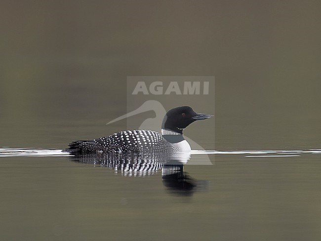 Side view of a swimming adult Common Loon, also known as Great Northern Diver (Gavia immer), Finland. stock-image by Agami/Markku Rantala,