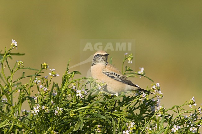 Desert Wheatear on beach of IJmuiden, Netherlands ; Woestijntapuit op het strand van IJmuiden stock-image by Agami/Marc Guyt,