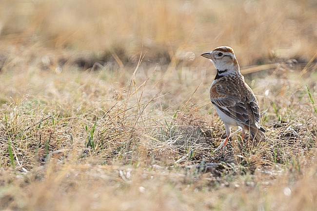 Adult Mongolian Lark (Melanocorypha mongolica), Russia. On the Russian Steppes. stock-image by Agami/Ralph Martin,