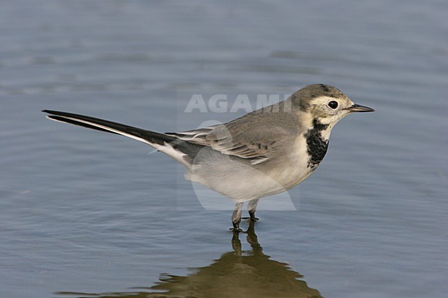 Adult White Wagtail in winter plumage wading in small pool. stock-image by Agami/Karel Mauer,