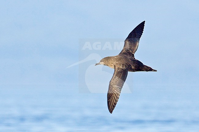 Grauwe Pijlstormvogel, Sooty Shearwater, Puffinus griseus stock-image by Agami/Glenn Bartley,