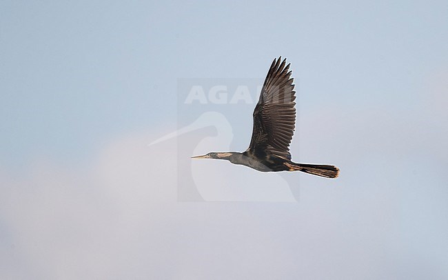 Anhinga (Anhinga anhinga),  in flight in Florida, USA stock-image by Agami/Helge Sorensen,