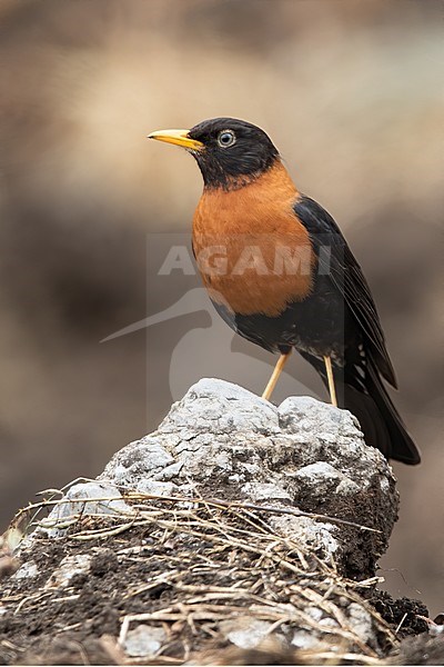 Adult Rufous-collared Thrush (Turdus rufitorques) perched on a rock in a highland forest in Guatemala. stock-image by Agami/Dubi Shapiro,