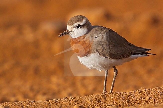 Adult Caspian Plover during spring migration in Israel stock-image by Agami/Dubi Shapiro,