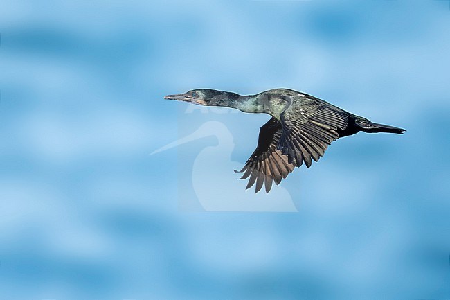 Adult non-breeding Brandt's Cormorant, Urile penicillatus
San Diego Co., CA stock-image by Agami/Brian E Small,