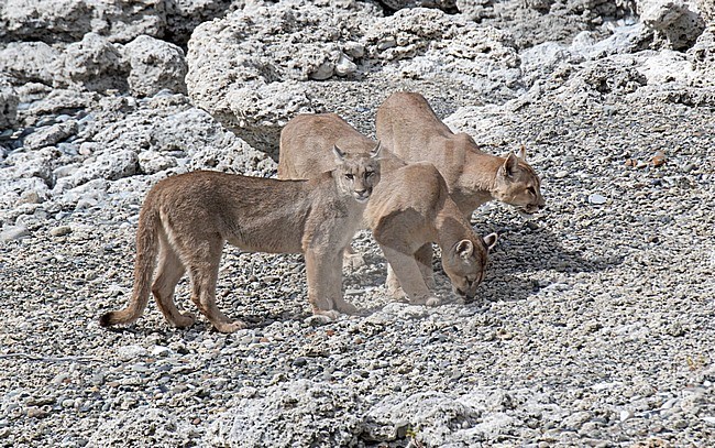 Family of wild Cougars (Puma concolor concolor) in Torres del Paine national park in Chile. Three cubs waiting on side of river until mama returns. stock-image by Agami/Dani Lopez-Velasco,