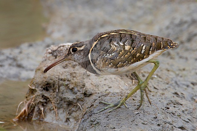 Male Goudsnip; Mannetje Greater Painted Snipe stock-image by Agami/Daniele Occhiato,