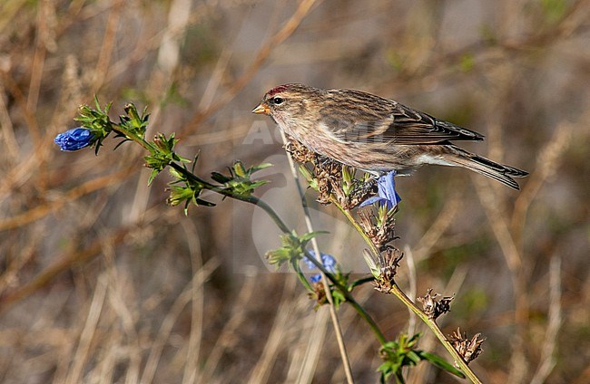 Mealy Redpoll (Acanthis flammea) during autumn migration on the North Sea island Helgoland, Germany. stock-image by Agami/Marc Guyt,