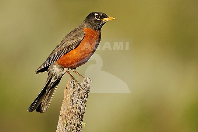 Adult male
Lake Co., OR
June 2008 stock-image by Agami/Brian E Small,