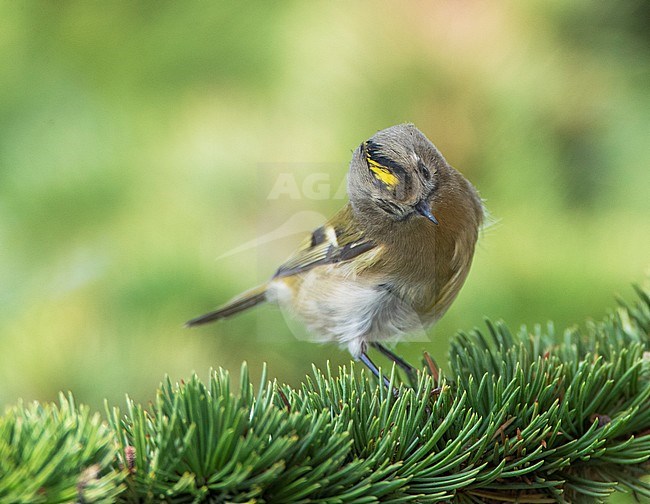 Goldcrest (Regulus regulus) with titled head, showing crown stripe, during autumn migration in lone pine tree on Cape Kaliakra in Bulgaria. stock-image by Agami/Marc Guyt,