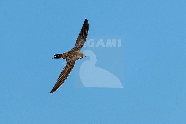 Alpine Swift (Tachymarptis melba) flying agains blue sky in Switzerland. stock-image by Agami/Marcel Burkhardt,