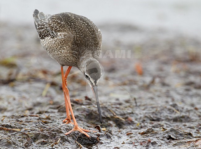 Juveniele Zwarte Ruiter; Juvenile Spotted Redshank stock-image by Agami/Markus Varesvuo,