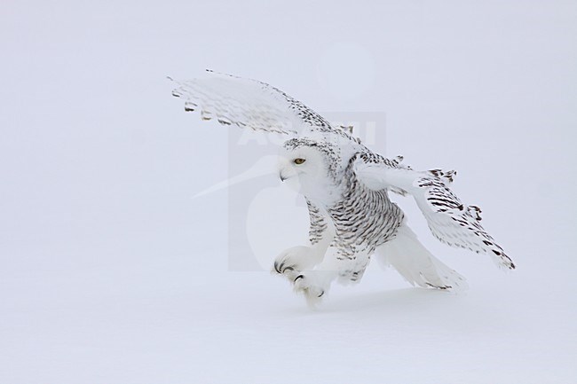 Sneeuwuil landend op sneeuw; Snowy Owl landing on snow stock-image by Agami/Chris van Rijswijk,