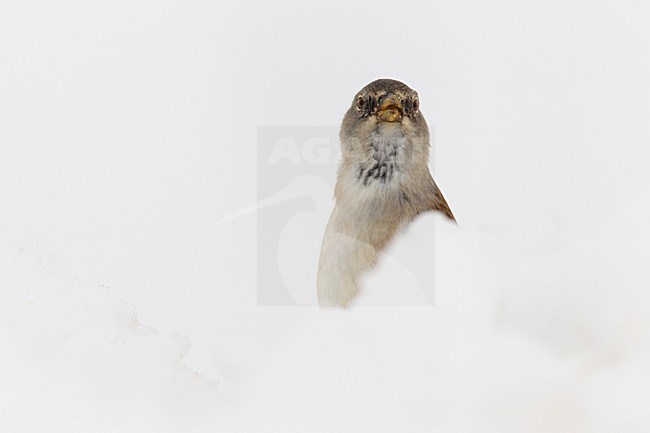 Sneeuwvink in de sneeuw;  White-winged Snowfinch in the snow stock-image by Agami/Daniele Occhiato,