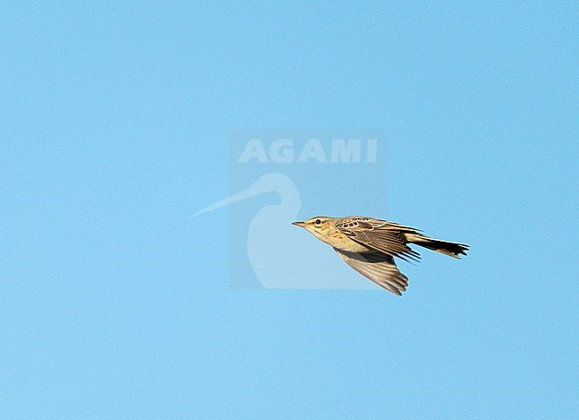 Tawny Pipit, Anthus campestris, migrating at Visserweert, Limburg, Netherlands, during autumn. stock-image by Agami/Ran Schols,