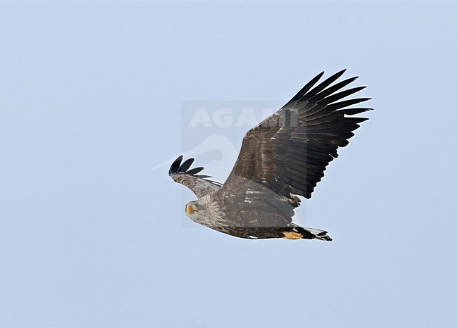 White-tailed Eagle adult flying; Zeearend volwassen vliegend stock-image by Agami/Roy de Haas,