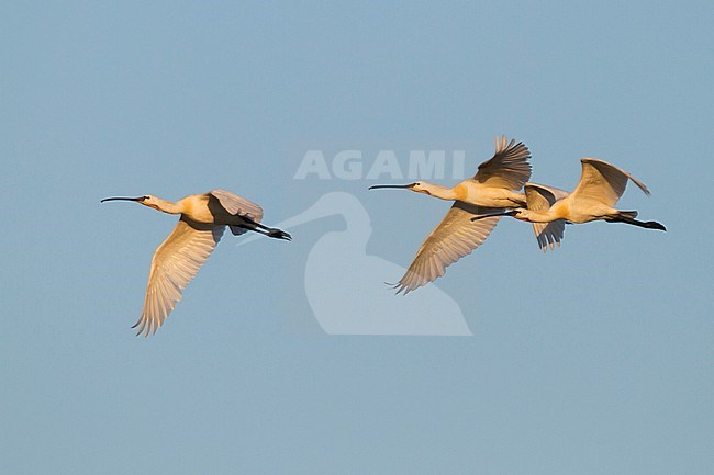 Eurasian Spoonbill (Platalea leucorodia) in flight against a blue sky as background in Hungary. stock-image by Agami/Ralph Martin,