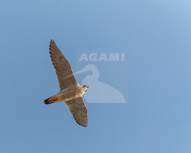 Adult Peregrine Falcon (Falco peregrinus brookei) in flight in southern Spain. Seen from below. stock-image by Agami/Marc Guyt,