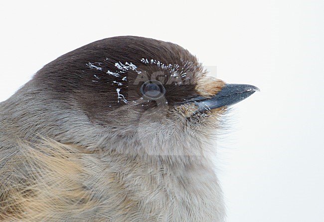 Close-up van een Taigagaai, Closeup of a Siberian Jay stock-image by Agami/Markus Varesvuo,