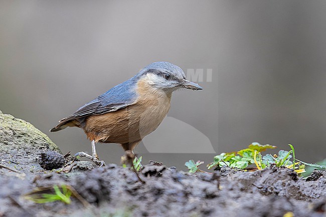 Adult Caspian Wood Nuthatch (Sitta europaea rubiginosa) perched on a branch in Khanbulan Lakeside Walking Park, Azerbijan. stock-image by Agami/Vincent Legrand,