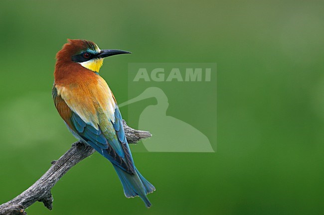 Bijeneter; European Bee-eater (Merops apiaster) Hungary May 2008 stock-image by Agami/Markus Varesvuo / Wild Wonders,