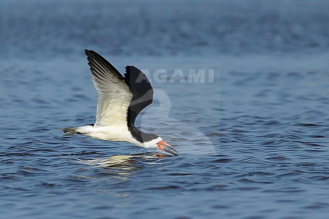 Adult Black Skimmer (Rynchops niger)
Galveston Co., Texas, USA stock-image by Agami/Brian E Small,