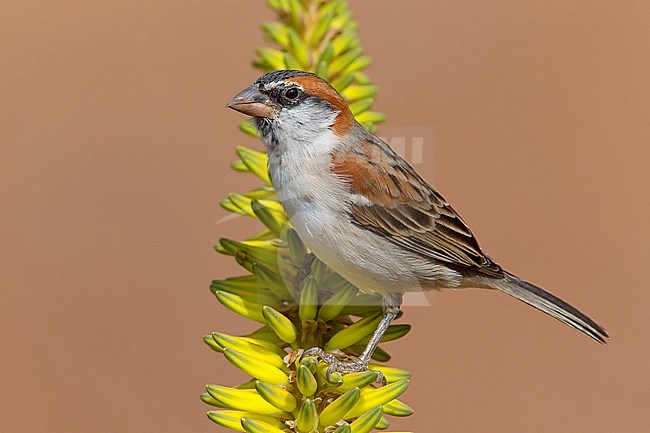 Iago Sparrow, Male, Aloe Vera, Santiago, Cape Verde (Passer iagoensis) stock-image by Agami/Saverio Gatto,