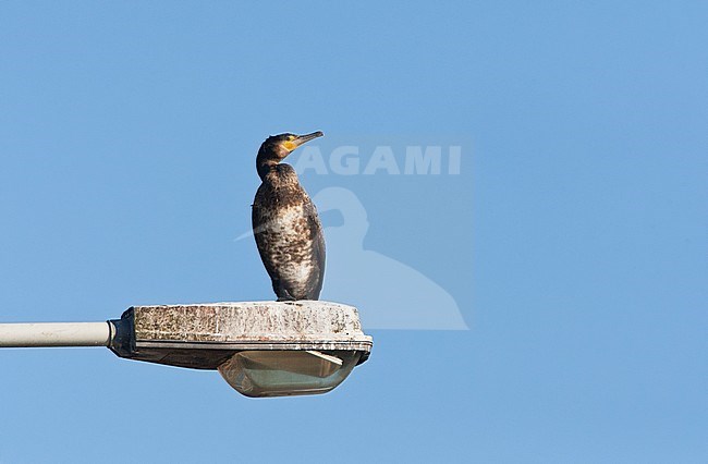 Onvolwassen Aalscholver rustend op een lantaarnpaal: Immature Great Cormorant resting on a light pole stock-image by Agami/Marc Guyt,