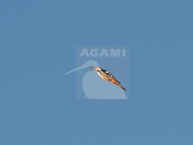 Side view of a White-backed Woodpecker (Dendrocopos leucotos) in flight with closed wings, Finland stock-image by Agami/Markku Rantala,