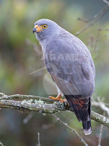 Roadside Hawk (Rupornis magnirostris magnirostris) at El Carmen de Atrato, Choco, Colombia. stock-image by Agami/Tom Friedel,