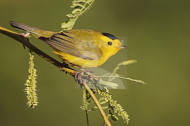 Adult male 
Riverside Co., CA
April 2012 stock-image by Agami/Brian E Small,