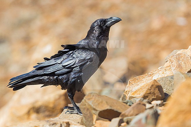 Raven; Corvus corax tingitanus stock-image by Agami/Daniele Occhiato,