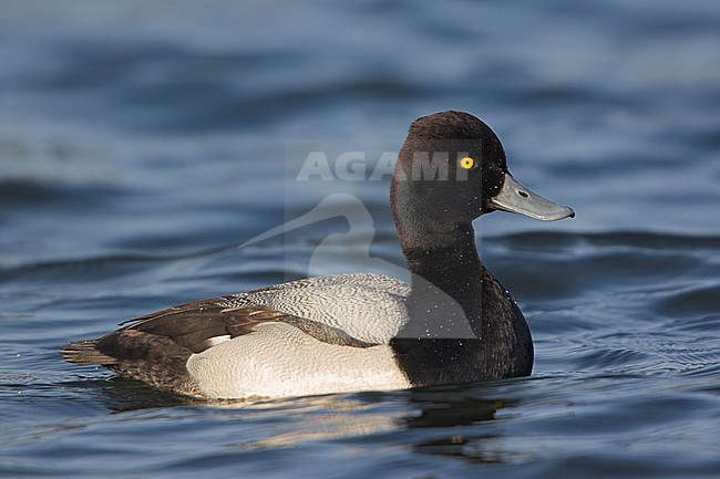 Lesser Scaup (Aythya affinis) swimming in a lagoon in Victoria, BC, Canada. stock-image by Agami/Glenn Bartley,