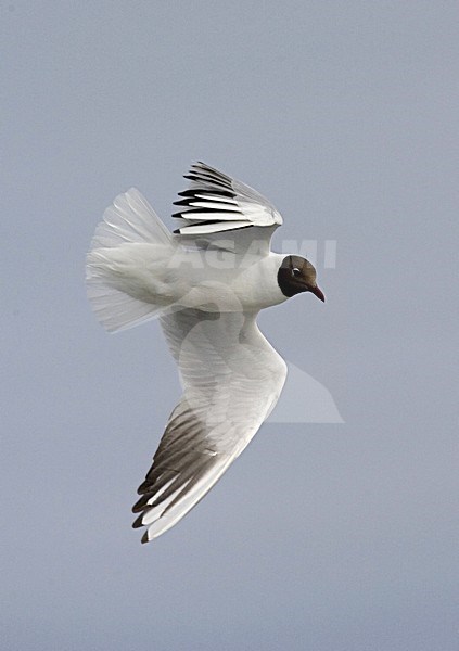 Black-headed Gull flying, Kokmeeuw vliegend stock-image by Agami/Marc Guyt,