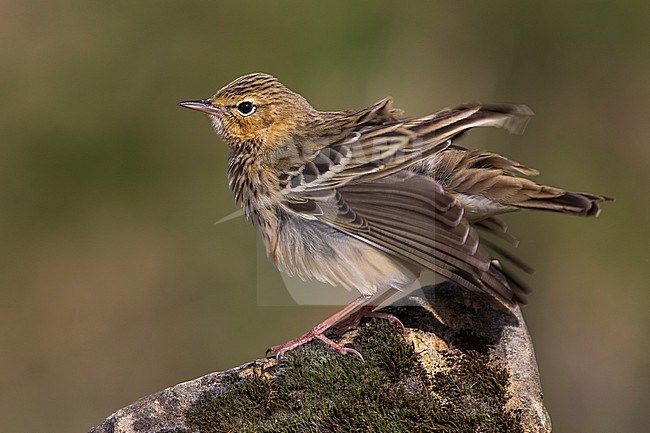 Boompieper, Tree Pipit stock-image by Agami/Daniele Occhiato,