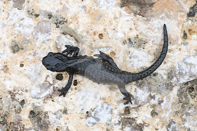 Alpenlandsalamander na een regenbui; Alpine Salamander after rainshower stock-image by Agami/Arnold Meijer,