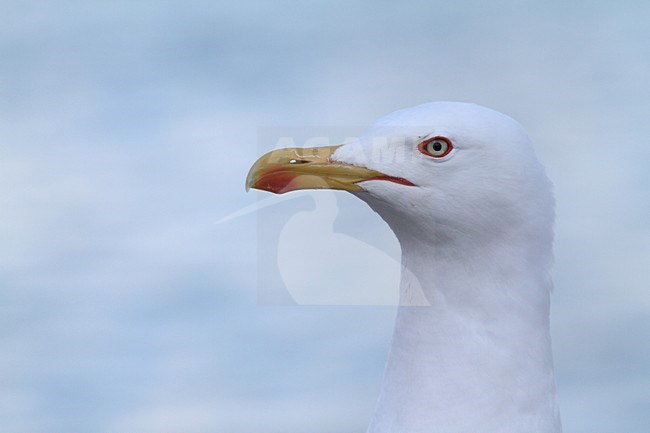 Close up Geelpootmeeuw, Close-up Yellow-legged Gull stock-image by Agami/Chris van Rijswijk,