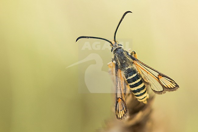 Bembecia ichneumoniformis - Six-belted clearwing - Hornklee-Glasflügler, Italy, imago stock-image by Agami/Ralph Martin,