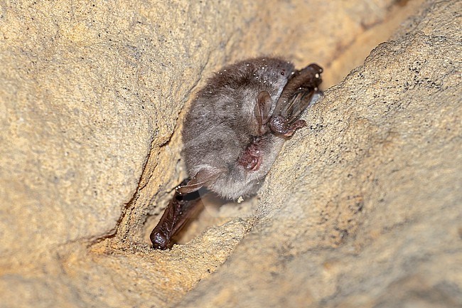 Nattarer's Bat (Myotis nattareri) hibernate in a crevice of a cave in Montagne Saint Pierre, Liège, Belgium. stock-image by Agami/Vincent Legrand,