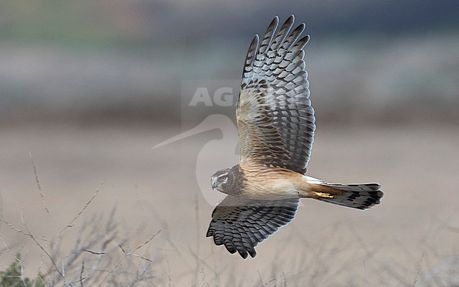 First-winter male Northern Harrier (Circus hudsonius) in flight against a barren brown field as background. Flying over fields of the Armstrong Ranch in Monterey, California, United States. stock-image by Agami/Brian Sullivan,