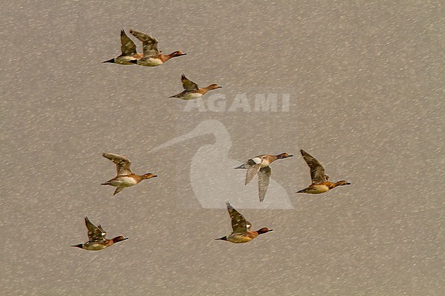 Flock of Eurasian Wigeons (Anas penelope) flying in a heavy snow storm stock-image by Agami/Menno van Duijn,