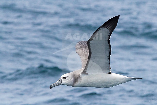 Shy Albatross (Thalassarche cauta), side view of a juvenile in flight, Western Cape, South Africa stock-image by Agami/Saverio Gatto,