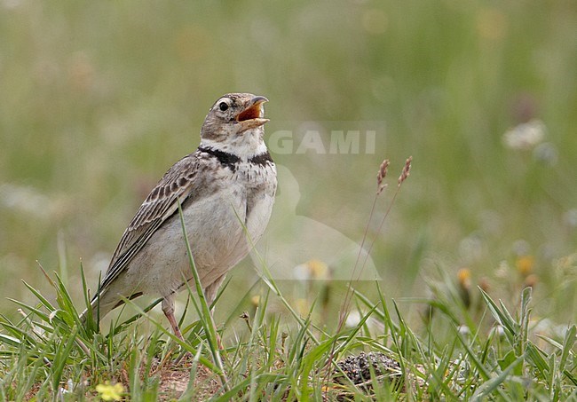 Kalanderleeuwerik zittend op grond; Calandra Lark perched on ground stock-image by Agami/Markus Varesvuo,