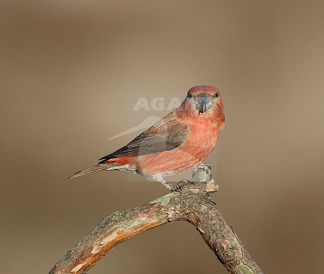 Grote Kruisbek kijkt je aan, Parrot Crossbill looking at you, stock-image by Agami/Walter Soestbergen,