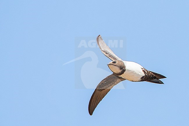 Alpine Swift (Apus melba) flying over Rabbit Island off Petra on the Greek island of Lesvos. stock-image by Agami/Marc Guyt,