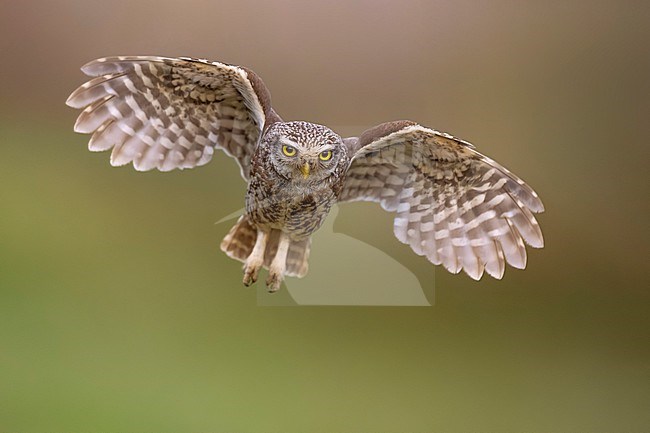 Little Owl (Athene noctua) in Italy. stock-image by Agami/Daniele Occhiato,