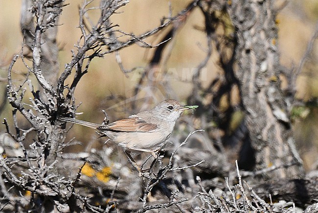 Spectacled Warbler (Sylvia conspicillata) perched in a small bush during late summer or early autumn in Spain. stock-image by Agami/Laurens Steijn,